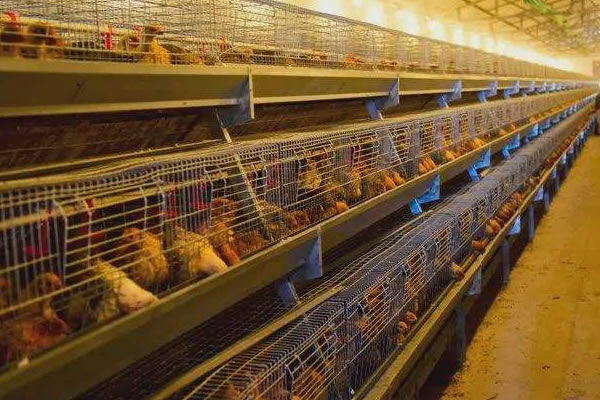 如何用四川PAM絮凝劑處理養(yǎng)殖場高濃污水